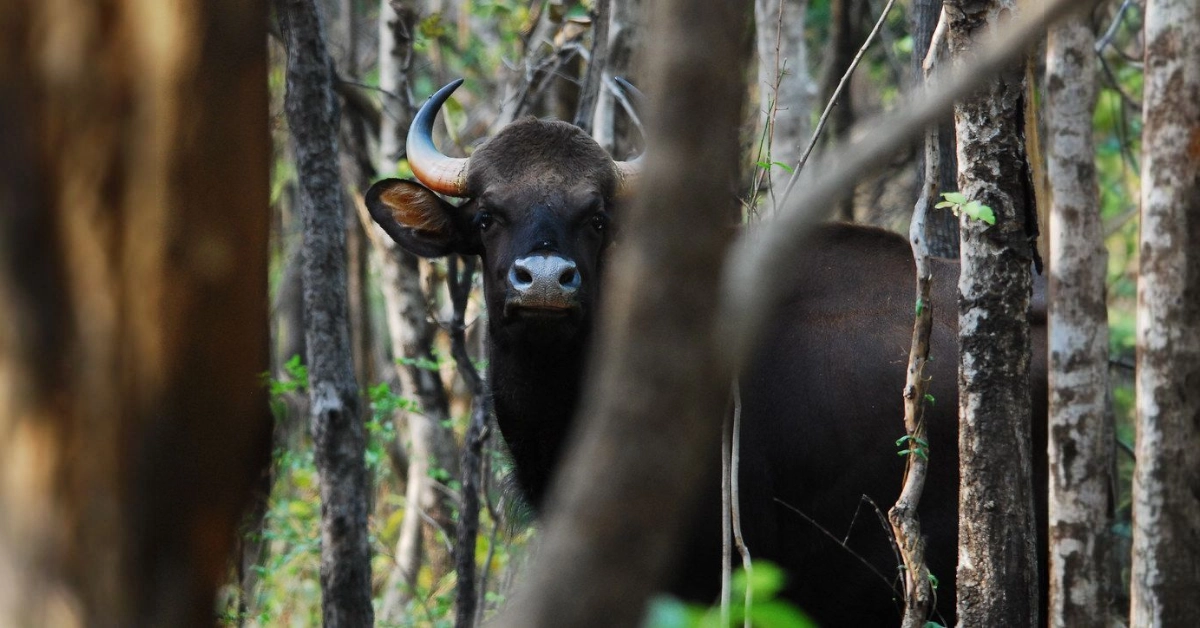 Debrigarh Nature Camp
